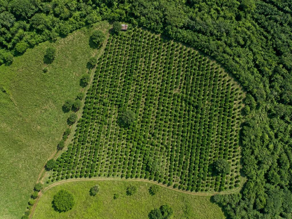Vista satelital de la parcela de cacao con bosque y pastos circundantes